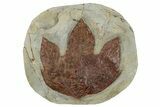 Fossil Sycamore Leaf (Macginitiea) - Montana #270968-1